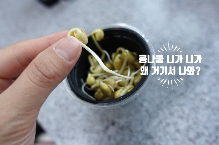 생태학습 집에서 콩나물 키우기 재배기로 3일만에!
