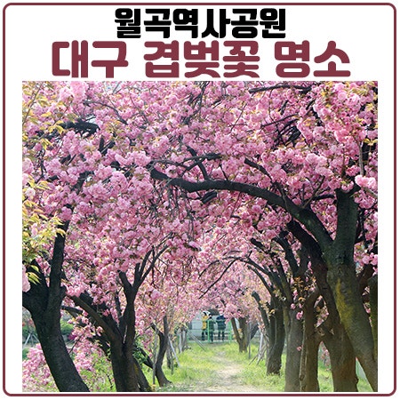 대구겹벚꽃 월곡역사공원의 왕벚꽃 사진과 영상