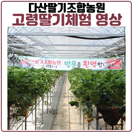 고령딸기체험 다산딸기조합농원 체험 영상