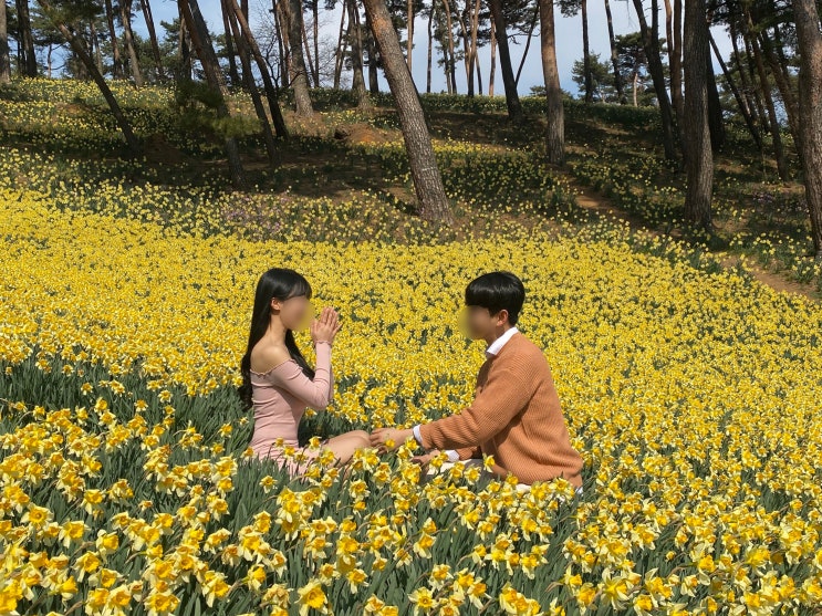 수선화 맛집 서산 유기방가옥 리얼 후기. 서이추환영