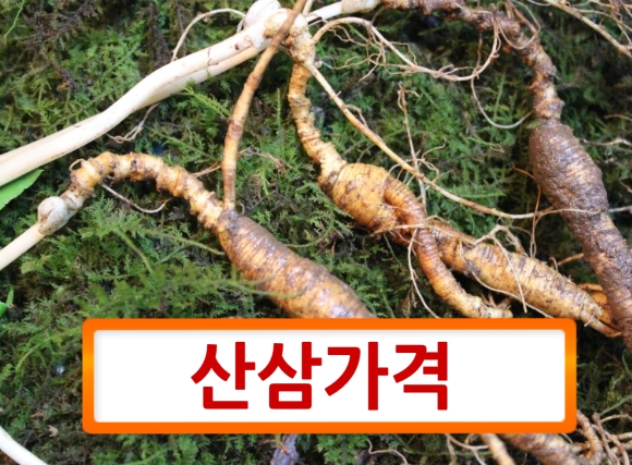 산삼가격