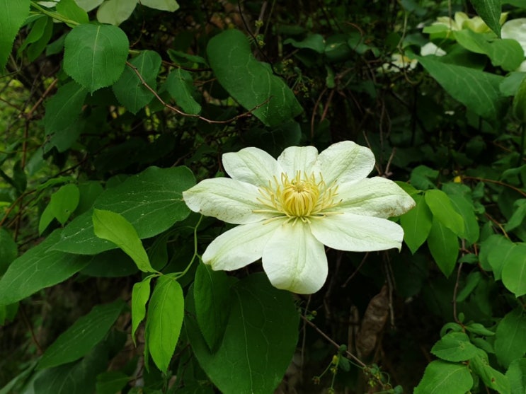 자연산 으아리. 꾸밈없는 빛깔이 눈을 사로잡는다! 자연산 으아리. 꾸밈없는 빛깔이 눈을 사로잡는다!