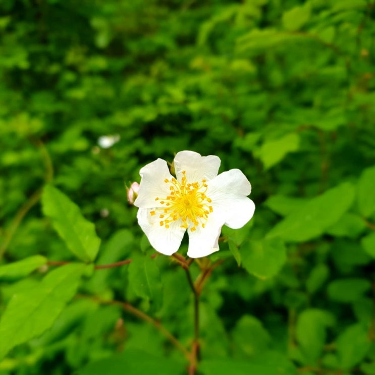 찔레꽃, 보리밭 사잇길로 걸어가면 뉘부르는~~~ 시골살이 한풀이. 찔레꽃, 보리밭 사잇길로 걸어가면 뉘부르는~~~ 시골살이 한풀이.