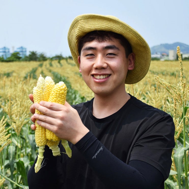 [마감]제주도 초당옥수수 수확 및 출하 시작!