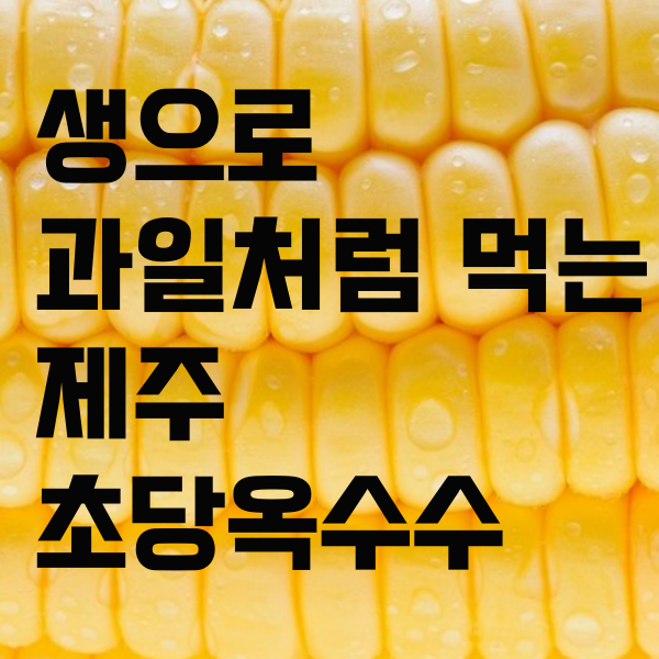 제철 과일 같은 더단초당옥수수