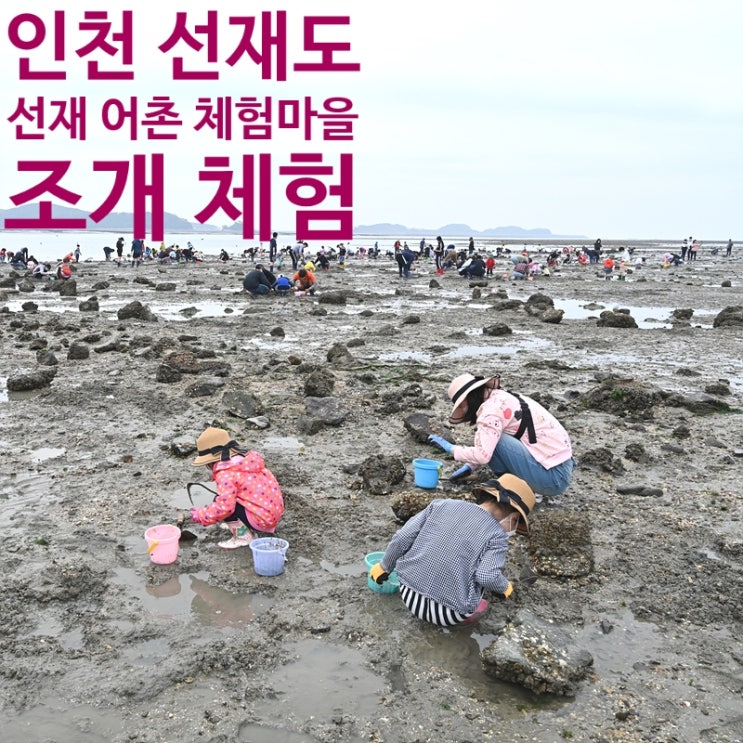 인천 선재도 선재 어촌 체험마을 조개 체험, 갯벌체험, 조개 잡이