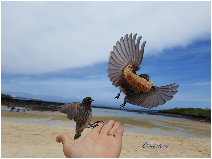 갈라파고스 여행 라스그리에따스(Galapagos  Las Grietas)_산타크루스섬 무료 스노클링의 천국