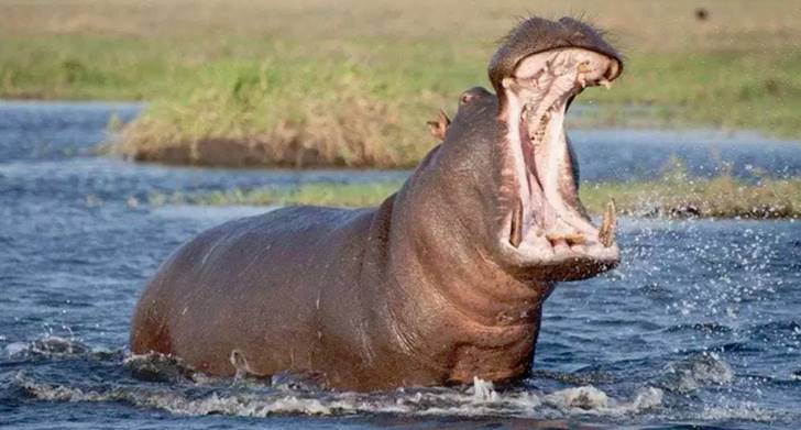 [생물도감] 하마 - 입만 큰 거 아니다앙! 아프리카의 무법자