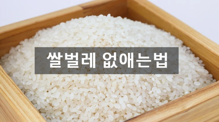 쌀벌레 없애는법, 퇴치제 대신 락앤락 진공쌀통이 답이다