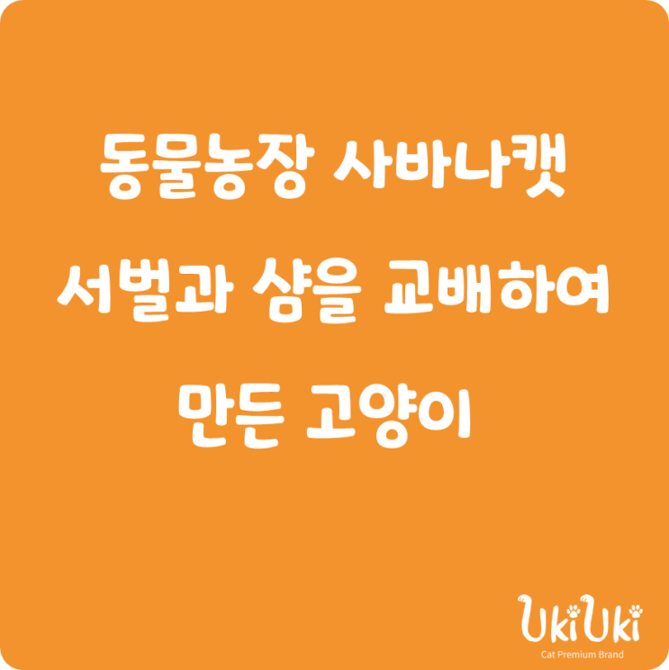 동물농장 사바나캣 서벌과 샴을 교배하여 만든 고양이