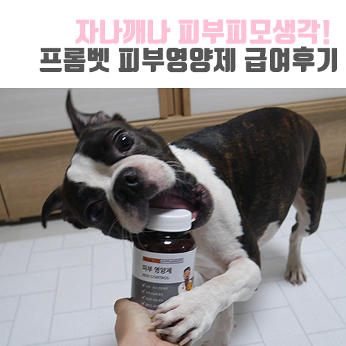 [보보일기/프롬벳] 자나깨나 피부피모생각! 반려동물 프롬벳 피부피모 영양제 후기!