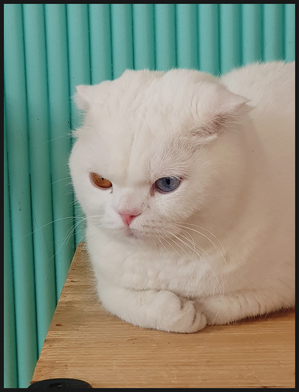 대학로  미어캣파크에 다녀왔어요. 미어캣분양가는 얼마 일까요?