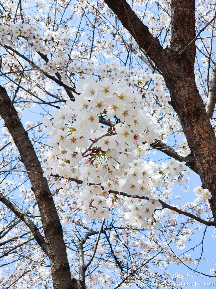 [03.31] 코로나19 몰래 우연히 봄