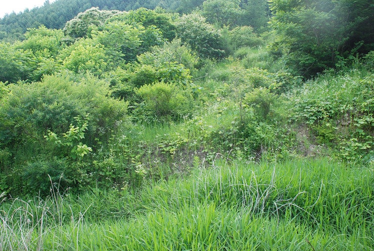 산지전용제한지역 : 네이버 블로그