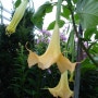 [다투라,엔젤트럼펫]Angels Trumpet,