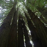 레드우드숲 (Redwood Forest)