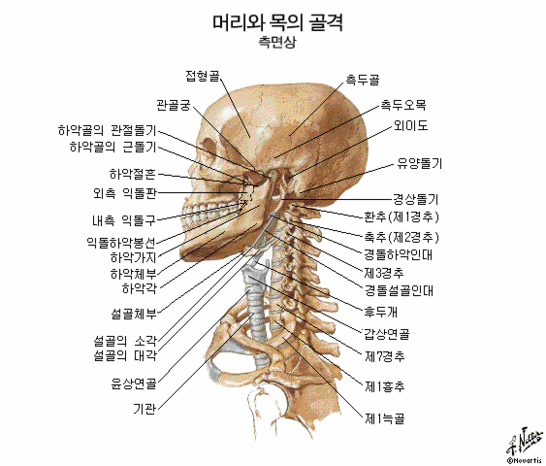 목의 구조(해부도) : 네이버 블로그