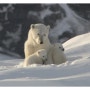 [EBS 다큐10+] 위기의 북극 - 1편 사라져 가는 북극곰...을 보고