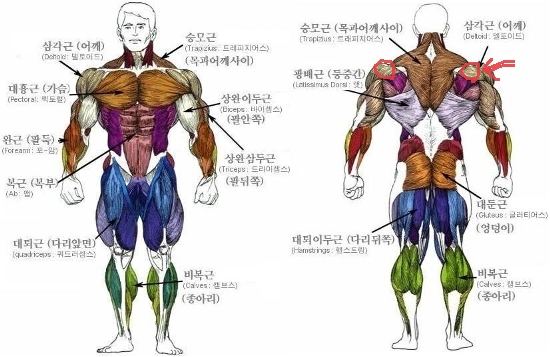 후면 삼각근의 중요성 : 네이버 블로그