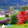 [오스트리아여행] 짤츠캄머굿의 가을...비와 함께하다