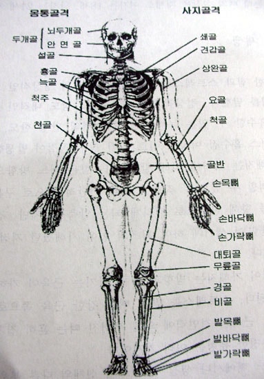 인체해부학 신용어 정리 (골격) : 네이버 블로그 인체해부학 신용어 정리 (골격) : 네이버 블로그