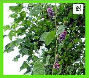 갈근- 칡 : 네이버 블로그