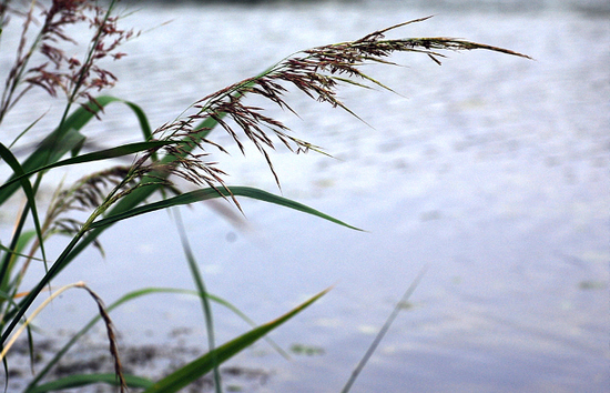 줄(줄풀, 고장초-菰蔣草), Zizania latifolia (Griseb.) Turcz. ex Stapf : 네이버 블로그