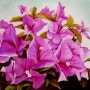 그림으로 보는 꽃1 부겐베리아...Bougainvillea