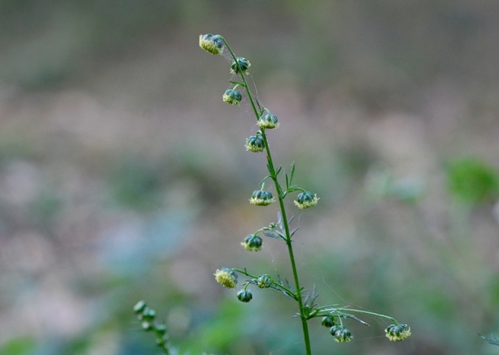 개사철쑥(청호, 菁蒿), Artemisia apiacea Hance ex Walpers : 네이버 블로그