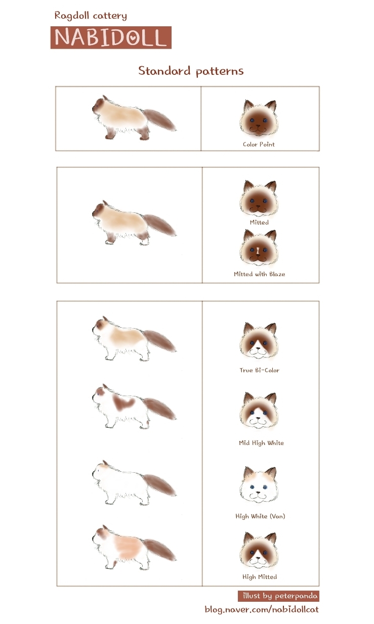 Ragdoll Standard Patterns : 네이버 블로그