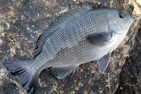 벵에돔 [opaleye / girella / rudder fish / largescale blackfish] : 네이버 블로그