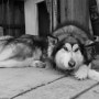 [알래스칸 말라뮤트] 로미오의 멋진 흑백 사진들!!!!