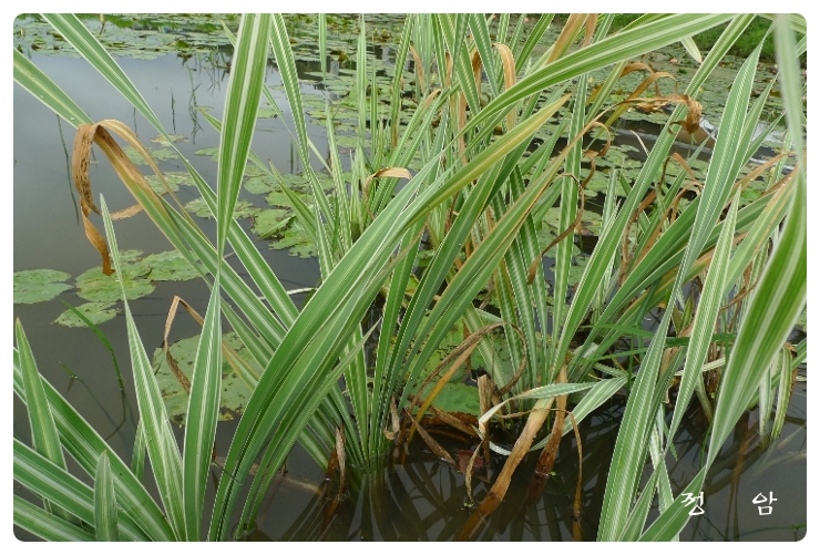 창포(무늬종)Acorus calamus 'Argenteostriatus'무늬창포 : 네이버 블로그