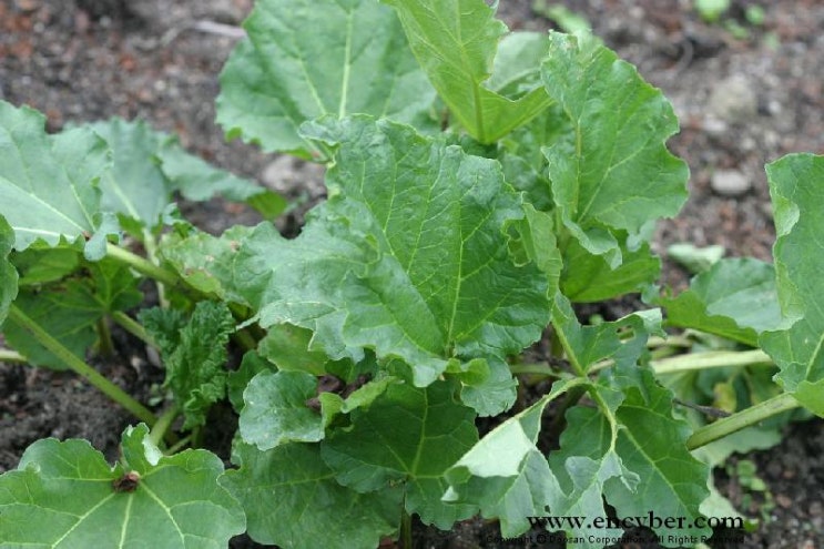 대황 [大黃, rhubarb] - 장군풀 / 변비,염료 : 네이버 블로그