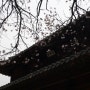 석어당 앞 벚나무