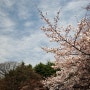 2010년 3월 27일 - 도쿄 여행 ② 일본의 하나미를 경험하다, 벚꽃 명소 우에노 공원