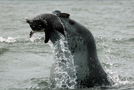 레오퍼드바다표범 / 얼룩무늬물범 [Leopard Seal] : 네이버 블로그
