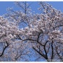 현충원의 벚꽃나무들
