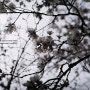 Rora - cherry blossoms & forsythia / Minolta XD5