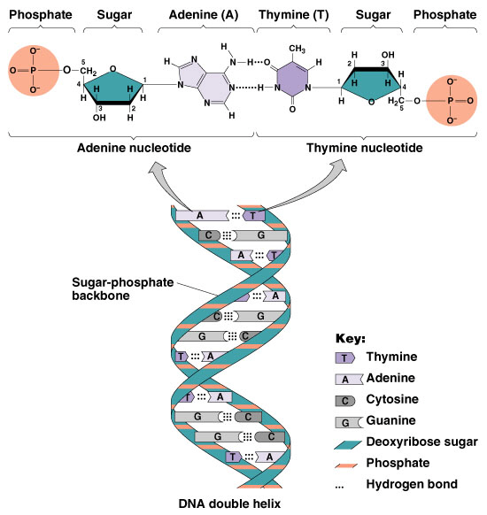 핵산 종류와 구조 DNA, RNA 네이버 블로그