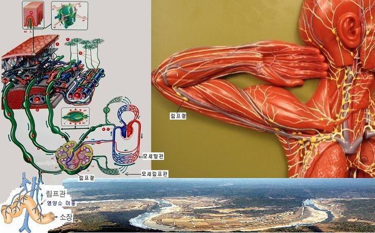 림프( 임파 ) lymph : 네이버 블로그