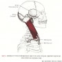 흉쇄유돌근 (목빗근, Sternocleidomastoid Muscle, SCM Muscle) [래인보우한의원/근육클리닉]