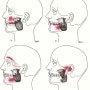 교근 (깨물근, Masseter Muscle) [래인보우한의원/근육클리닉]