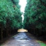 [제주비경] 기존의 삼나무숲길은 잊어라!!+김연아 나무 (가지치기를 안해서 더욱 아름다웠던 또 다른 삼나무길)