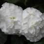 제주-여미지식물원 꽃