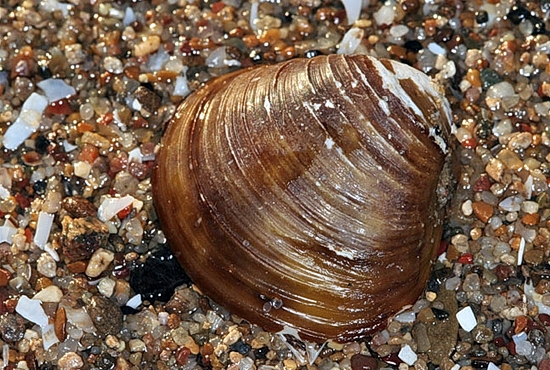재첩 [Asiatic lesser freshwater clam / marsh clam] : 네이버 블로그