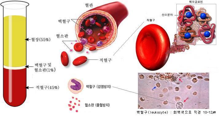 적혈구 구조도