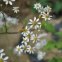 [예쁜사진] 꽃과 벌