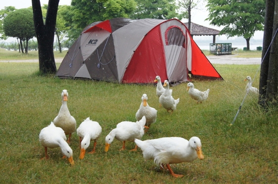 [캠핑,캠핑용품] 텐트 설치하는 방법/ 텐트 치는 법 & 텐트 치기 좋은 장소(야영지) 선택 조건 : 네이버 블로그
