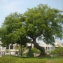 500년 넘은 팽나무(천안종합운동장에 위치)